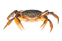 Jaguar river crab (Sylviocarcinus pictus) Iwokrama, Guyana. Meetyourneighbours.net project