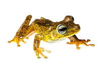 Emerald-eyed tree frog (Hypsiboas crepitans) Iwokrama, Guyana. Meetyourneighbours.net project