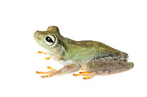 Emerald-eyed tree frog (Hypsiboas crepitans) Iwokrama, Guyana. Meetyourneighbours.net project