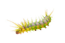 Giant silkworm moth caterpillar (Automeris sp) Iwokrama, Guyana. Meetyourneighbours.net project