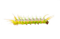Emperor moth caterpillar (Automeris sp) Iwokrama, Guyana. Meetyourneighbours.net project