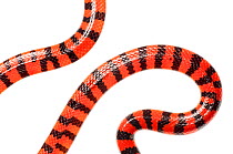 Coral pipe snake (Anilius scytale) Iwokrama, Guyana. Meetyourneighbours.net project