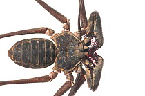 Tailless whip scorpion (Heterophrynus sp) Iwokrama, Guyana. Meetyourneighbours.net project