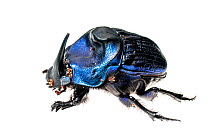 Giant Amazon scarab beetle (Coprophanaeus lancifer) with phoretic mites, Iwokrama, Guyana. Meetyourneighbours.net project