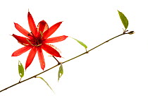 Passionflower (Passiflora glandulosa) Iwokrama, Guyana. Meetyourneighbours.net project