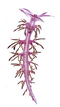 Ventral view of Mediterranean Violet Aeolid (Flabellina affinis) Crete, Greece, November. Meetyourneighbours.net project