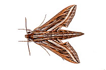 Vine Hawk-Moth (Hippotion celerio) Milatos, Crete, Greece, March. Meetyourneighbours.net project.