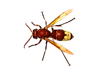 Oriental vespa wasp (Vespa orientalis) Milatos, Crete, Greece, March. Meetyourneighbours.net project.