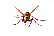 Oriental vespa wasp (Vespa orientalis) Milatos, Crete, Greece, March. Meetyourneighbours.net project.