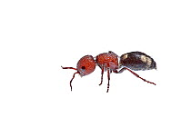Velvet ant (Mutilla quinquemaculata) Milatos, Crete, Greece, March. Meetyourneighbours.net project.