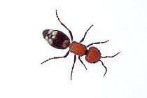 Velvet ant (Mutilla quinquemaculata) Milatos, Crete, Greece, March. Meetyourneighbours.net project.