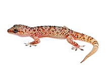 Side view of the Mediterranean House Gecko (Hemidactylus turcicus) from Crete, Greece, August. Meetyourneighbours.net project.