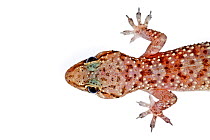 Mediterranean House Gecko (Hemidactylus turcicus) Crete, Greece, August. Meetyourneighbours.net project.