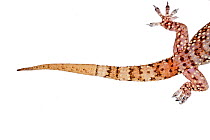 Mediterranean House Gecko (Hemidactylus turcicus) tail, Crete, Greece, August. Meetyourneighbours.net project.