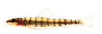 South American darter (Characidium sp.) close to Santa Isabel do Rio Negro, Brazil. Meetyourneighbours.net project