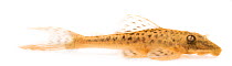 Suckermouth catfish (Hypostomus sp.) close to Manacapuru, Brazil. Meetyourneighbours.net project