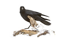 American crow (Corvus brachyrhynchos) Arroyo Seco, New Mexico, USA, November. Meetyourneighbours.net project
