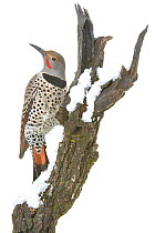 Northern flicker (Colaptes auratus) Arroyo Seco, New Mexico, USA, November. Meetyourneighbours.net project