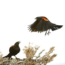 Red-winged Blackbird (Agelaius phoeniceus) calling to another in flight, Arroyo Seco, New Mexico, USA, December. Meetyourneighbours.net project