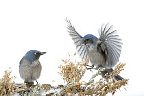 Western Scrub-jay (Aphelocoma californica) watching another land, Arroyo Seco, New Mexico, USA, December. Meetyourneighbours.net project