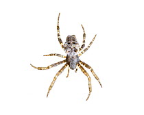 Tropical Tent-Web Spider (Cyrtophora citricola) Muchamiel, Alicante, Spain, October. Meetyourneighbours.net project