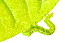 Geometer moth caterpillar (Geometridae) San Juan, Alicante, Spain, July. Meetyourneighbours.net project
