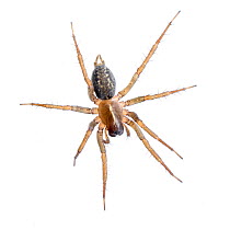 Funnel weaver spider (Lycosoides coarctata) Muchamiel, Alicante, Spain. November. Meetyourneighbours.net project