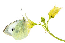 Small white butterfly (Pieris rapae) Muchamiel, Alicante, Spain, November. Meetyourneighbours.net project