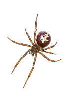 False widow spider (Steatoda paykulliana) San Juan, Alicante, Spain, November.  Meetyourneighbours.net project