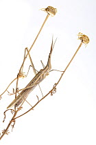 Grasshopper (Truxalis nasuta) Calpe, Alicante, Spain, June.  Meetyourneighbours.net project