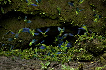 Cobalt-winged Parakeets (Brotogeris cyanoptera) eating clay at clay lick east of Anangu and south of the Napo River, Yasuni National Park, Orellana Province, Ecuador, July.