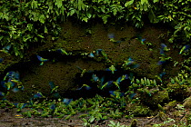 Cobalt-winged Parakeets (Brotogeris cyanoptera) eating clay at clay lick east of Anangu and south of the Napo River, Yasuni National Park, Orellana Province, Ecuador, July.