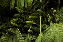Cobalt-winged Parakeets (Brotogeris cyanoptera) above clay lick east of Anangu and south of the Napo River, Yasuni National Park, Orellana Province, Ecuador, July.