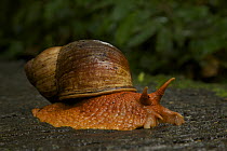 Snail on trail to Parakeet clay lick east of Anangu and south of the Napo River, Yasuni National Park, Orellana Province, Ecuador, July.