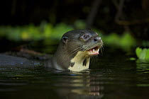 Giant River Otter (Pteronura brasiliensis) in Anangu creek, Yasuni National Park, Orellana Province, Ecuador, July.