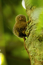 Pygmy Marmoset (Callithrix pygmaea) next to the Tiputini River, Yasuni National Park, Orellana Province, Ecuador, July.