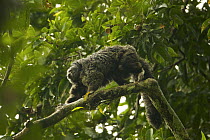 Equatorial Saki (Pithecia aequatorialis) at the Tiputini Biodiversity Station, Orellana Province, Ecuador, July.