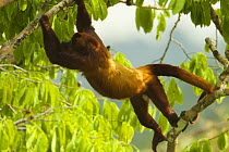 Red Howler Monkey (Alouatta seniculus) climbing through tree near the canopy tower at the Tiputini Biodiversity Station, Orellana Province, Ecuador, July.