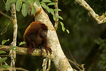 Red Howler Monkey (Alouatta seniculus) in tree near the canopy tower at the Tiputini Biodiversity Station, Orellana Province, Ecuador, July.