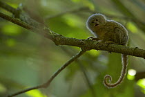 Pygmy Marmoset (Callithrix pygmaea) in Yasuni National Park, Orellana Province, Ecuador, July.
