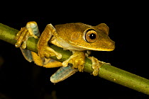 Tree frog at the Tiputini Biodiversity Station, Orellana Province, Ecuador, July.
