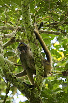 Spider Monkey (Ateles belzebuth) in tree above the clay lick at the Tiputini Biodiversity Station, Orellana Province, Ecuador, July.