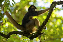 Spider Monkey (Ateles belzebuth) at the Tiputini Biodiversity Station, Orellana Province, Ecuador, July.