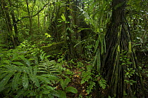 Lowland rainforest (Terre Firme forest) interior with a large fig tree (Ficus sp.) in the Tiputini Biodiversity Station, Orellana Province, Ecuador, July.