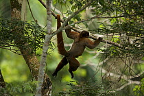 Woolly Monkey (Lagothrix poeppigii) in tree at the Tiputini Biodiversity Station, Orellana Province, Ecuador, July.