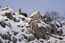 Apennine chamois (Rupicapra pyrenaica ornata) adult male in snowy mountain habitat. Endemic to the Apennine mountains. Abruzzo, Italy, January.