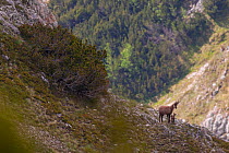 Apennine chamois (Rupicapra pyrenaica ornata) female with newborn kid in mountain habitat with Dwarf pine (Pinus mugo) shrubland. Endemic to the Apennine mountains. Abruzzo, Italy, June.