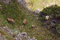 Apennine chamois (Rupicapra pyrenaica ornata) females with newborn kids in mountain habitat with Dwarf pine (Pinus mugo) shrubland. Endemic to the Apennine mountains. Abruzzo, Italy, June.