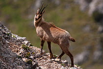 Apennine chamois (Rupicapra pyrenaica ornata) adult male in early spring. Endemic to the Apennine mountains. Abruzzo, Italy, June.