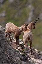 Apennine chamois (Rupicapra pyrenaica ornata) adult female and her yearling. Endemic to the Apennine mountains. Abruzzo, Italy, June.